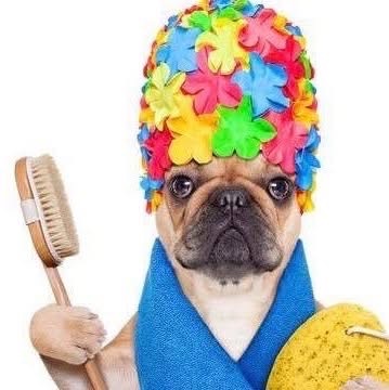 Shellie's Grooming logo