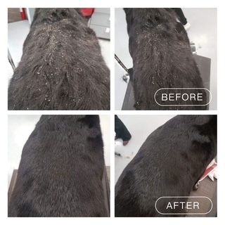 Hydrobath before and after coat result