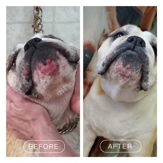 Hydrobath before and after coat result