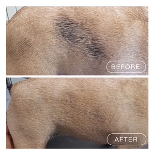 Hydrobath before and after coat result