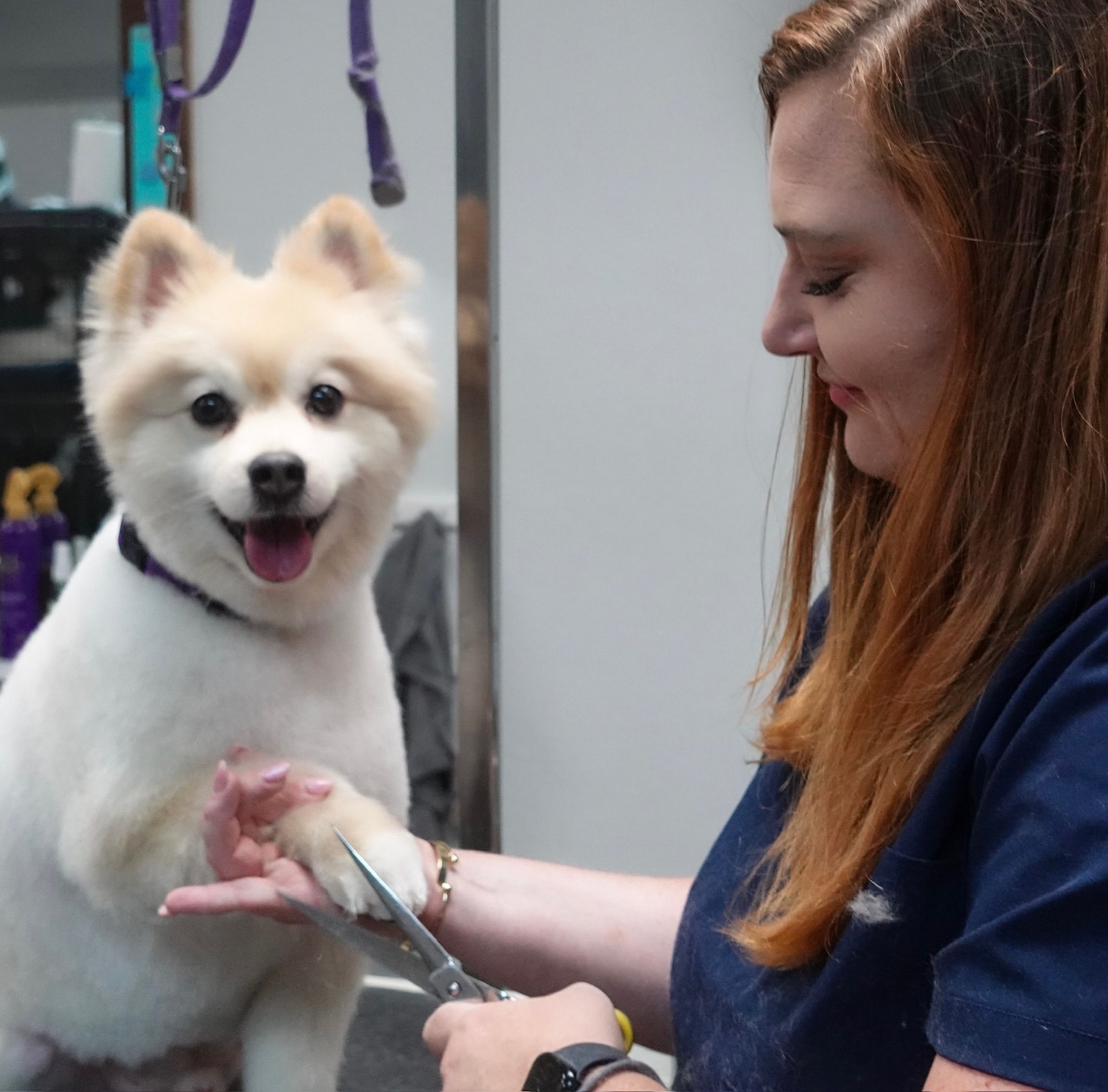 How Often Should My Dog Be Groomed?