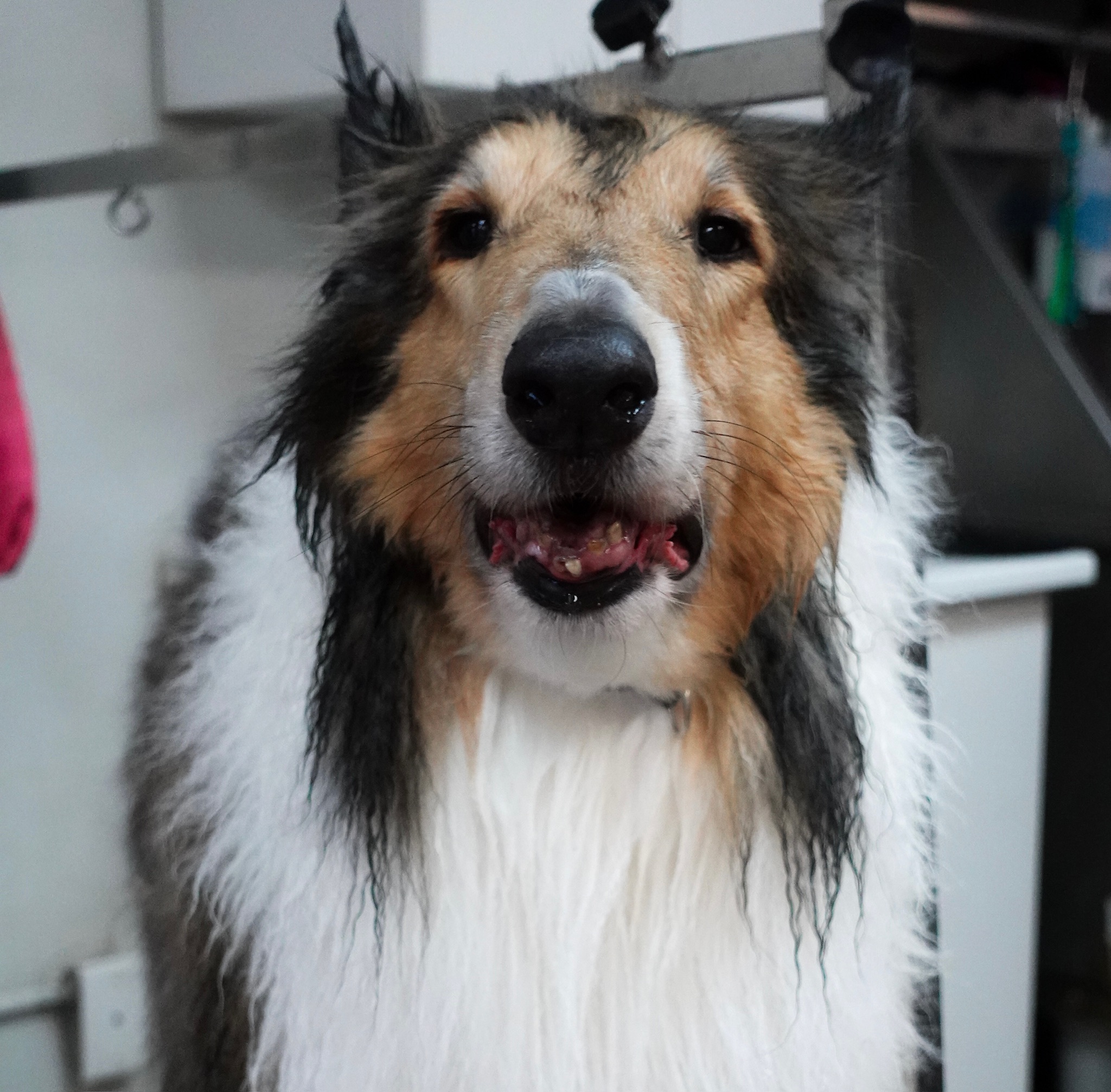 Dog receiving a Hydrobath service