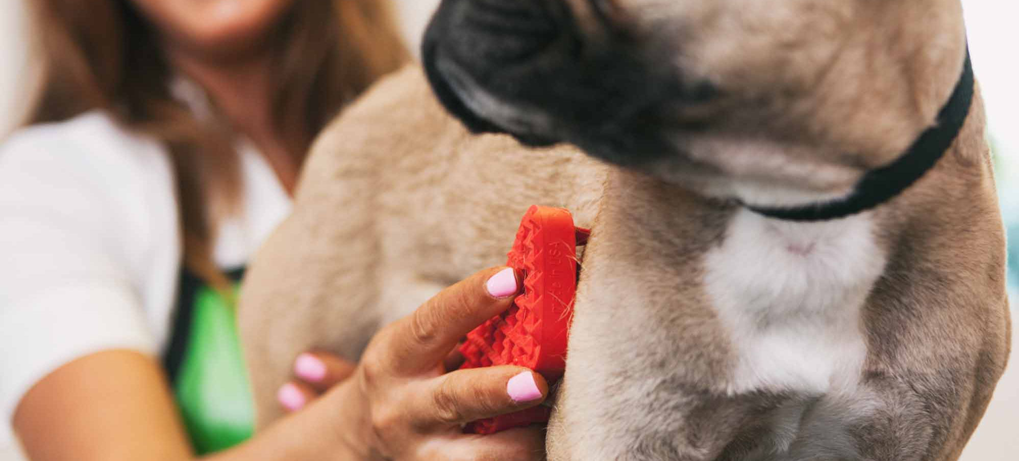 Dog groomers working