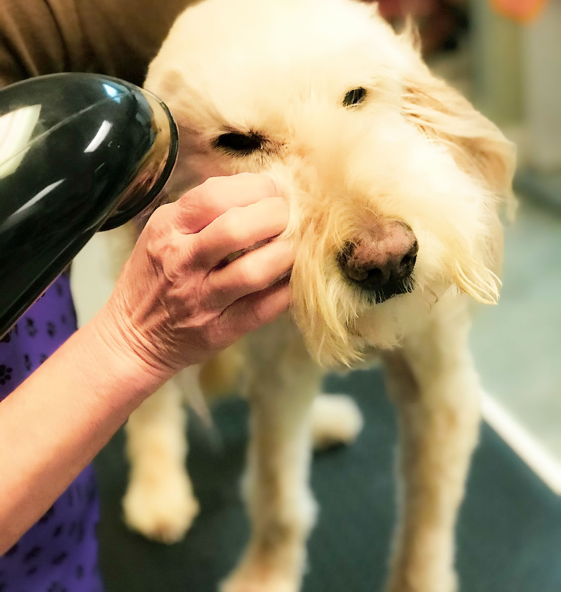 Dog bath appointment